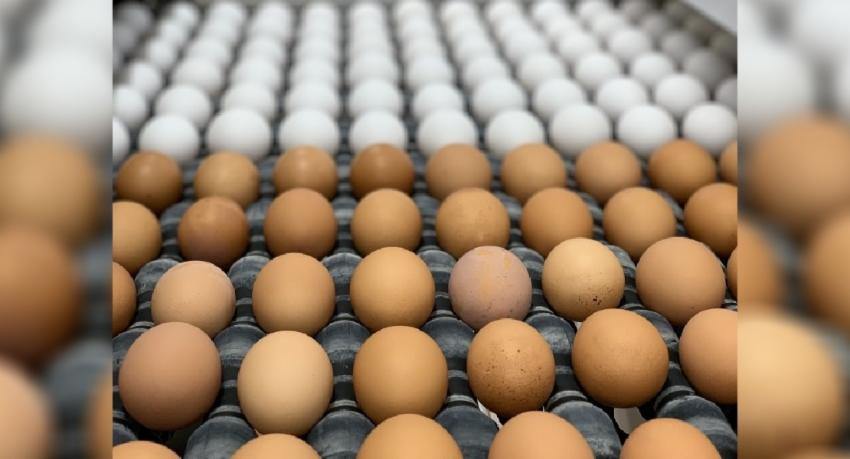 One million eggs to be imported daily